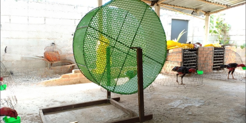 Bài tập giúp tăng sức bền hiệu quả cho gà chọi