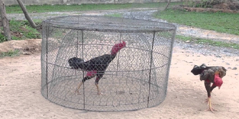Chế độ dinh dưỡng rất quan trọng trong cách tập lực cho gà chọi