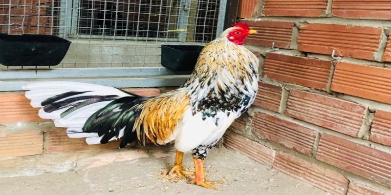 Điểm nổi bật của gà chọi ngũ sắc