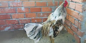 gà chọi ngũ sắc